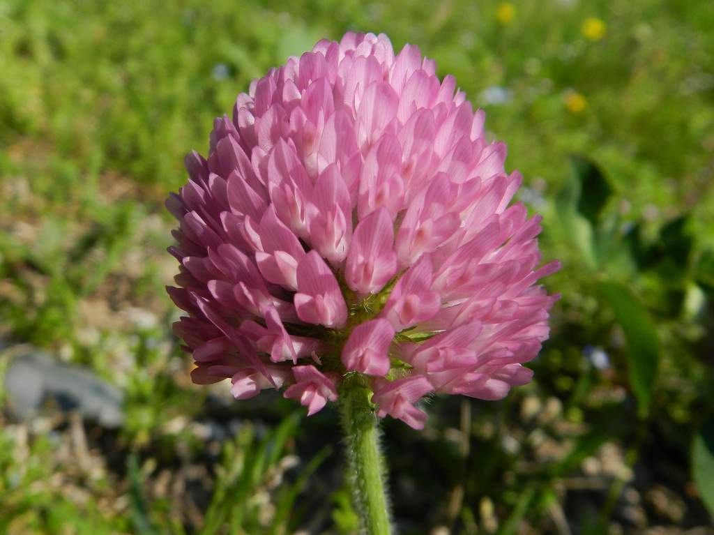 Trifolium pratense